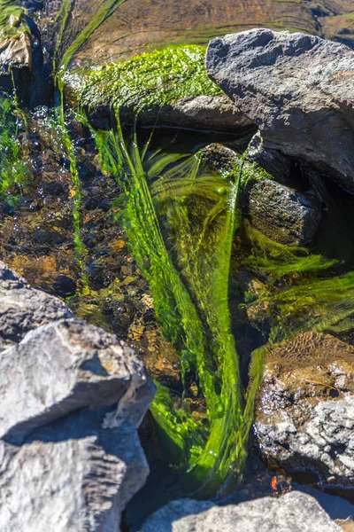 河流与绿色的青苔穿过高地 — 图库照片