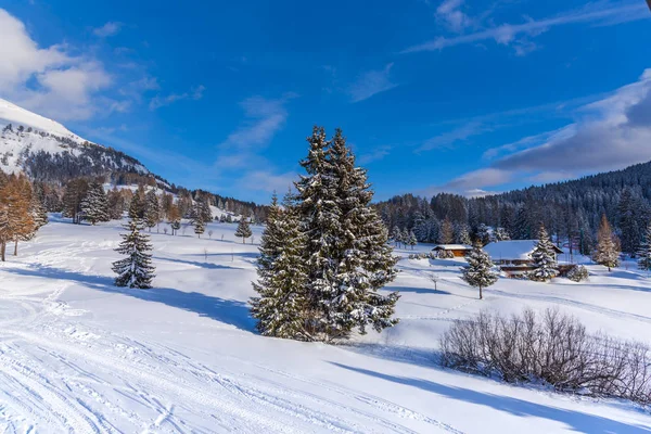 Increíble Vista Naturaleza Con Pinos Cielo Nublado —  Fotos de Stock