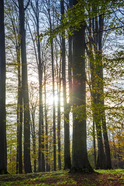 Amazing nature view on forest meadow