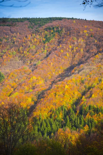 Vue Aérienne Forêt Jaune Automne — Photo