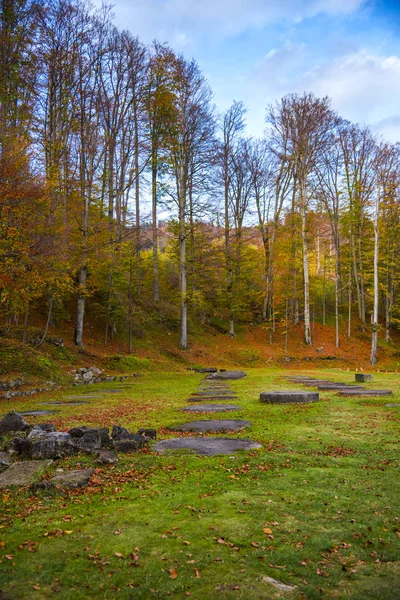 Amazing nature view on forest meadow