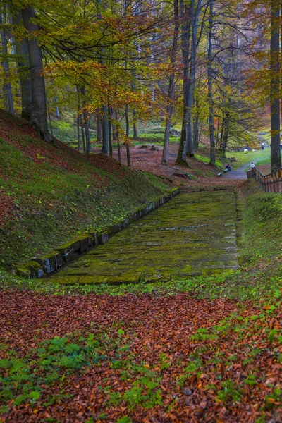 Orman Çayır Üzerinde Şaşırtıcı Doğa Görünümü — Stok fotoğraf