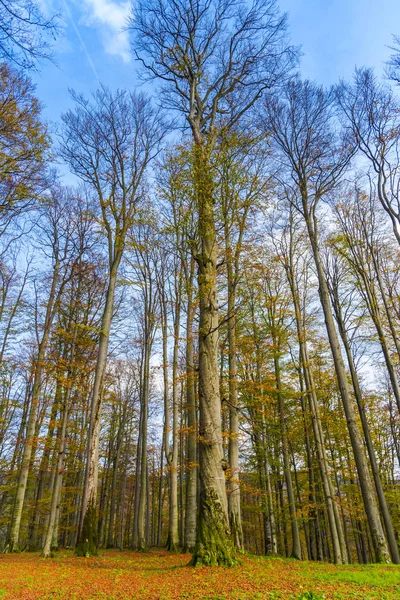 Amazing nature view on forest meadow