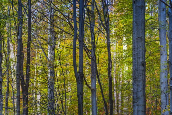 Erstaunliche Aussicht Auf Die Natur Auf Der Waldwiese — Stockfoto