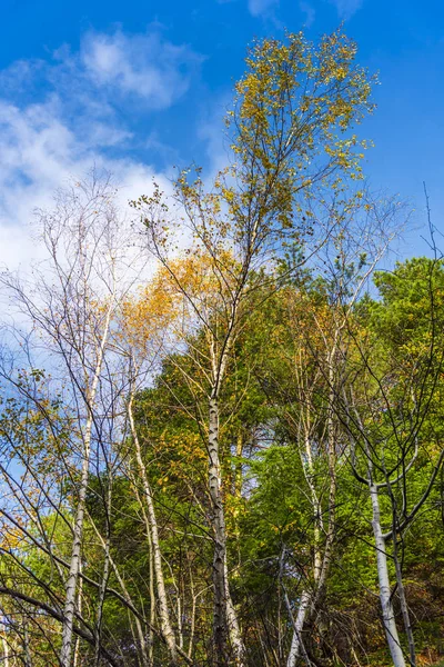 Kale Bomen Takken Herfst Bos — Stockfoto