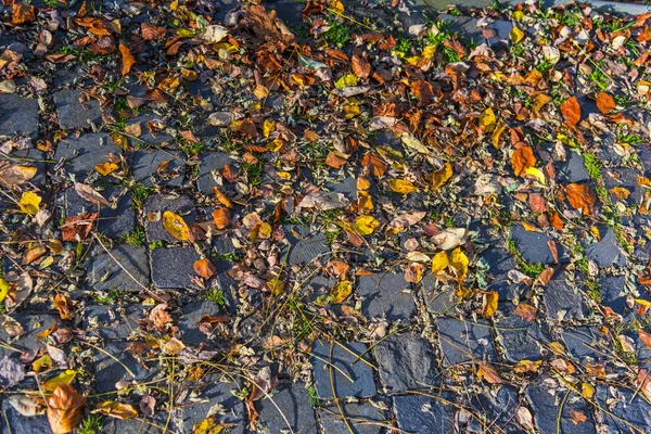 Fallen Autumn Leaves Covering Ground — Stock Photo, Image