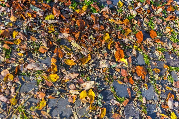 Gevallen Herfst Bladeren Bedekt Grond — Stockfoto