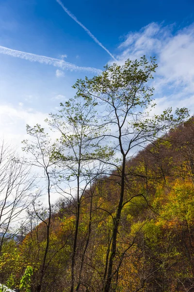 Amazing nature view on forest meadow