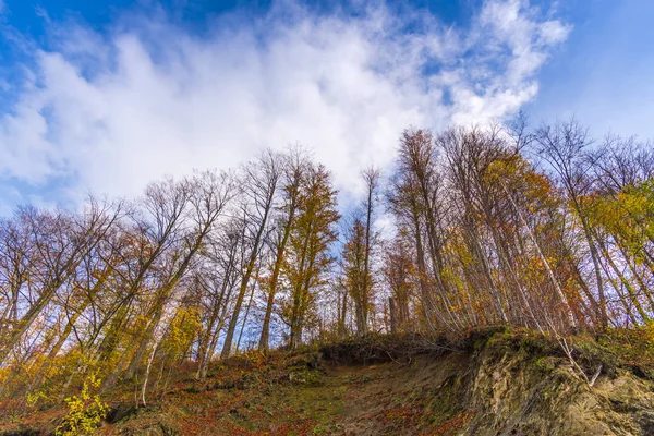 Amazing nature view on forest meadow