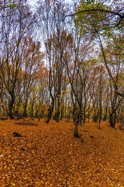 Amazing nature view on forest meadow