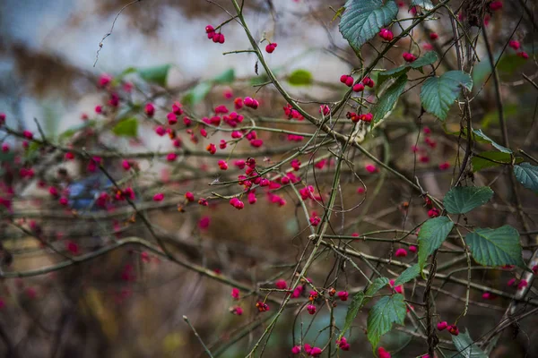 Bacche Rowan Sui Rami Degli Alberi — Foto Stock