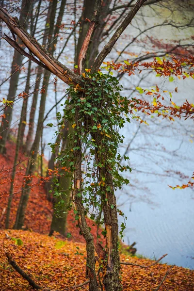 Vue Imprenable Sur Nature Sur Prairie Forestière — Photo