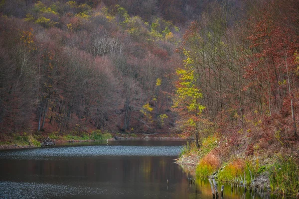 Podzimní Stromy Obklopující Řeku — Stock fotografie