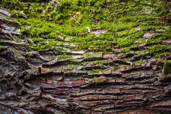 Old Tree Bark Background — Stock Photo, Image