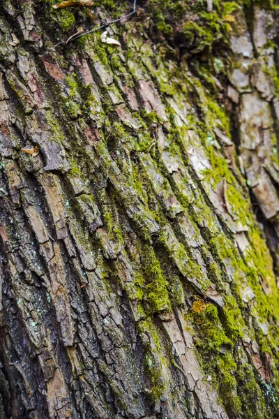 Fondo Corteza Árbol Viejo —  Fotos de Stock