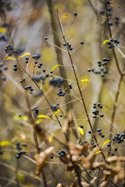 Beeren Auf Ästen — Stockfoto