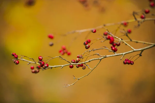 Canker roses on tree branches