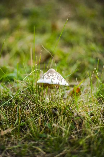 田间草丛中的白菇 — 图库照片