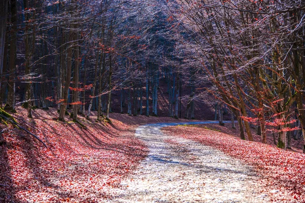 Vue Imprenable Sur Nature Sur Prairie Forestière — Photo