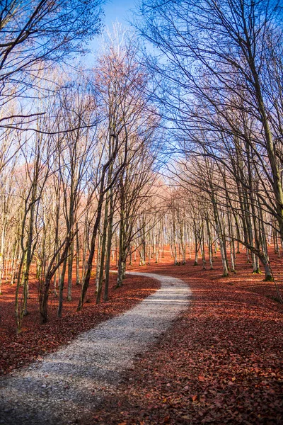 Amazing nature view on forest meadow