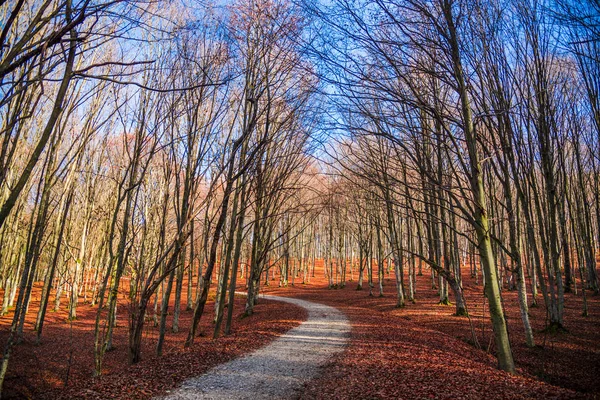 Amazing nature view on forest meadow