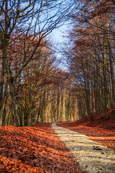 Amazing nature view on forest meadow