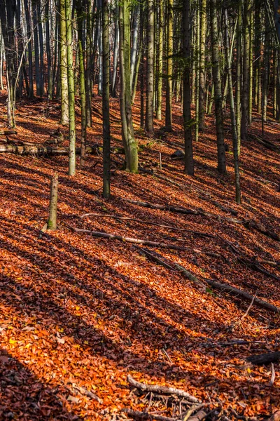 裸の木と紅葉の森の枝 — ストック写真