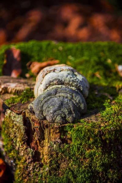 Musgo Floresta Perto — Fotografia de Stock