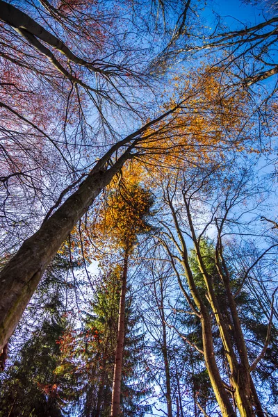 Holé Stromy Větve Podzimní Les — Stock fotografie