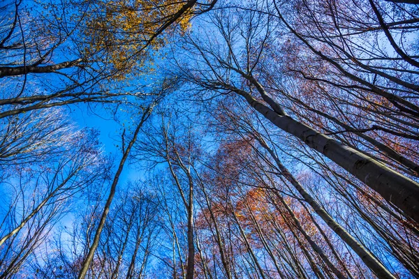 Árvores Nuas Galhos Floresta Outonal — Fotografia de Stock