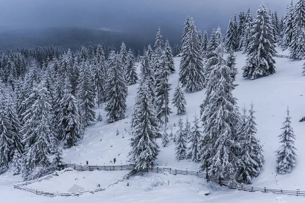 Prachtig Uitzicht Van Natuur Met Pijnbomen Een Bewolkte Hemelachtergrond — Stockfoto