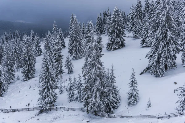 Prachtig Uitzicht Van Natuur Met Pijnbomen Een Bewolkte Hemelachtergrond — Stockfoto