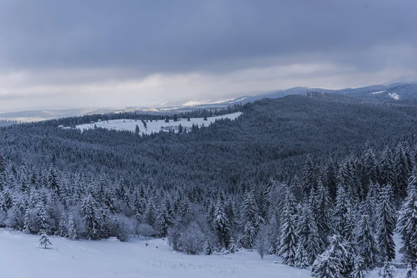 Prachtig Uitzicht Van Natuur Met Pijnbomen Een Bewolkte Hemelachtergrond — Stockfoto