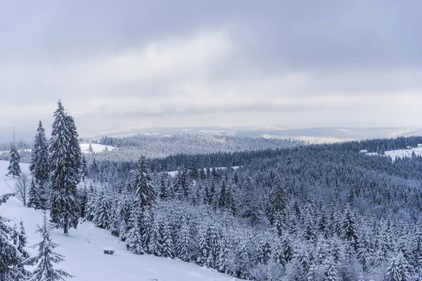 Prachtig Uitzicht Van Natuur Met Pijnbomen Een Bewolkte Hemelachtergrond — Stockfoto