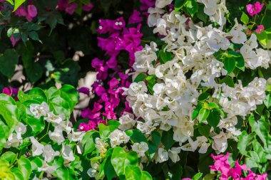 Yunanistan 'da Akdeniz çiçekleri