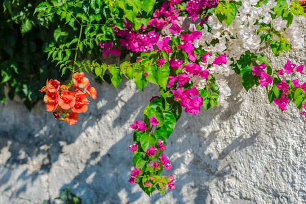 Medelhavsblommor Grekland — Stockfoto