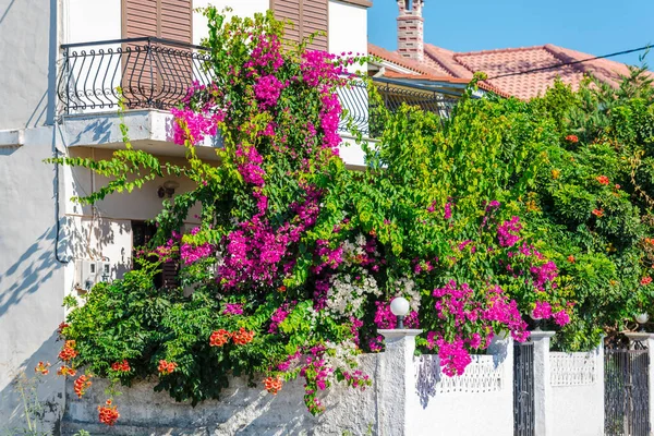 Mediterrane Bloemen Griekenland — Stockfoto