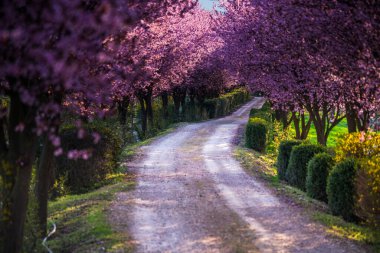 Parkta çiçek açan kiraz ağaçları