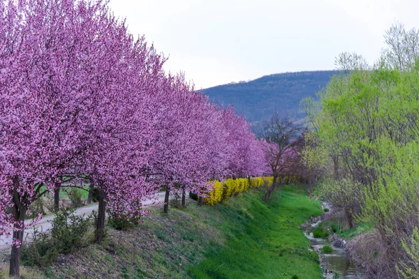 blooming cherry blossom in spring