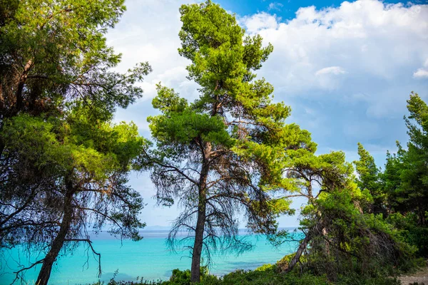 Bella Spiaggia Tropicale Con Alberi Verdi Cielo Blu — Foto Stock