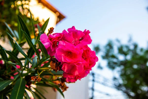 Flores Cor Rosa Jardim — Fotografia de Stock