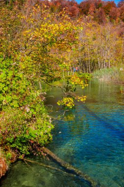 Göletli ve ağaçlı sonbahar manzarası
