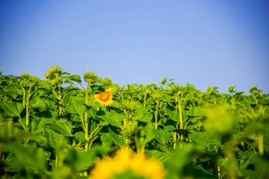 Sarı çiçekler tarlada