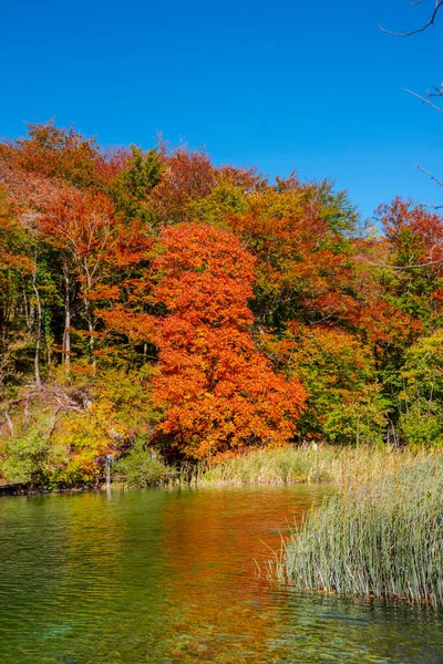 秋天的风景 有五彩缤纷的树木和水中的倒影 — 图库照片
