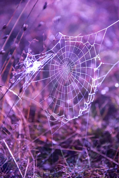 Spinnennetz Mit Tautropfen Auf Dem Gras — Stockfoto