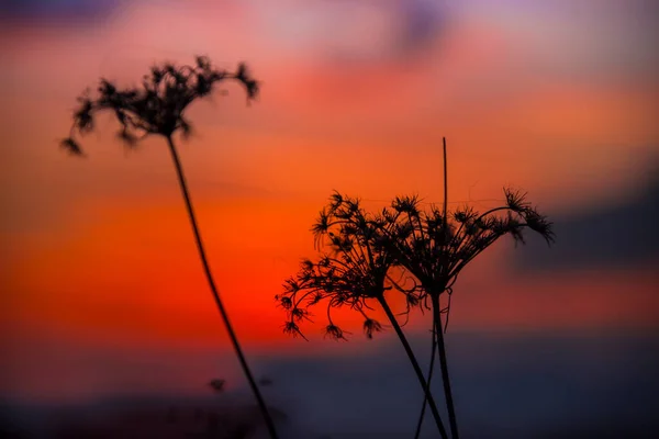 Silhouette Dry Grass Sunset Background — Stock Photo, Image