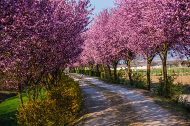 İlkbaharda açan kiraz çiçekleri 