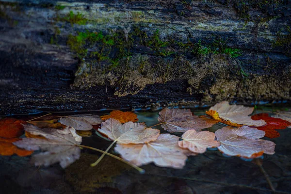 Herfstbladeren Grond — Stockfoto