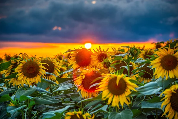 Zonnebloemenveld Bij Zonsondergang Licht — Stockfoto