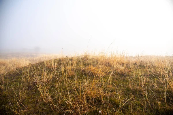 Gräs Fält Morgonen Dimma — Stockfoto